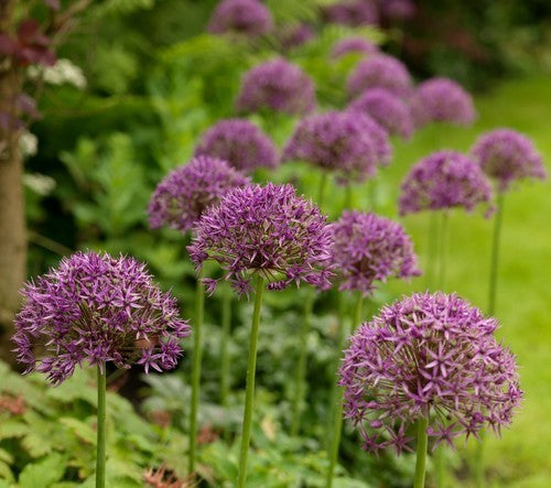 Allium 'Violet Beauty'