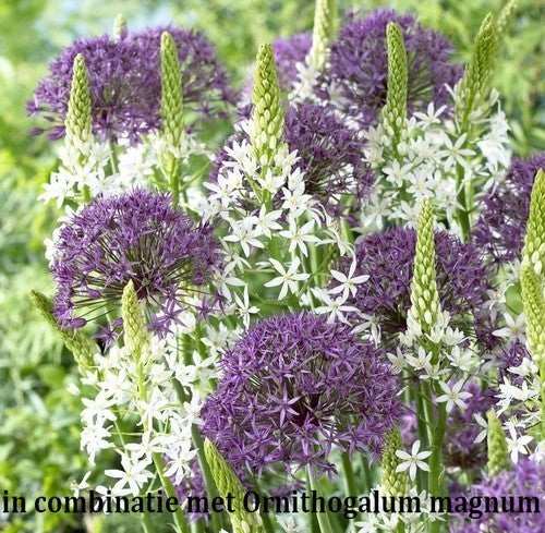 Allium 'Violet Beauty'