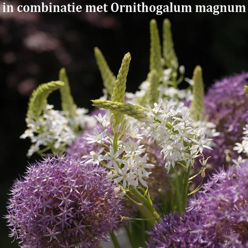 Allium 'Violet Beauty'