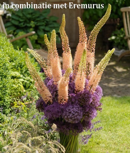 Allium 'Violet Beauty'