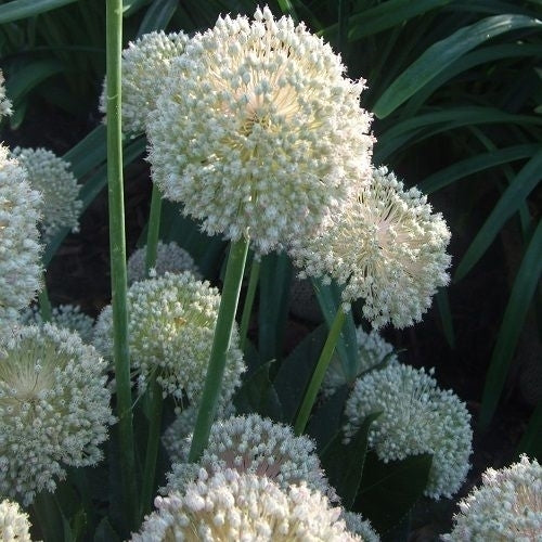 Allium 'White Cloud' / 'Ping Pong'