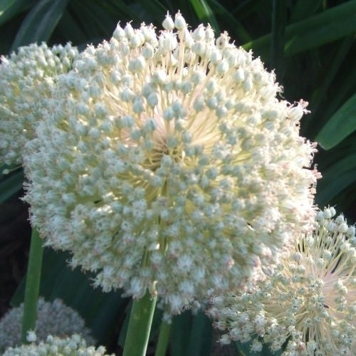 Allium 'White Cloud' / 'Ping Pong'