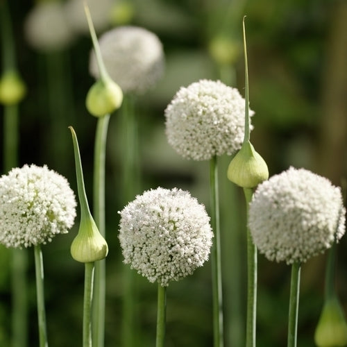 Allium 'White Cloud' / 'Ping Pong'