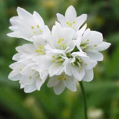 Allium zebdanense