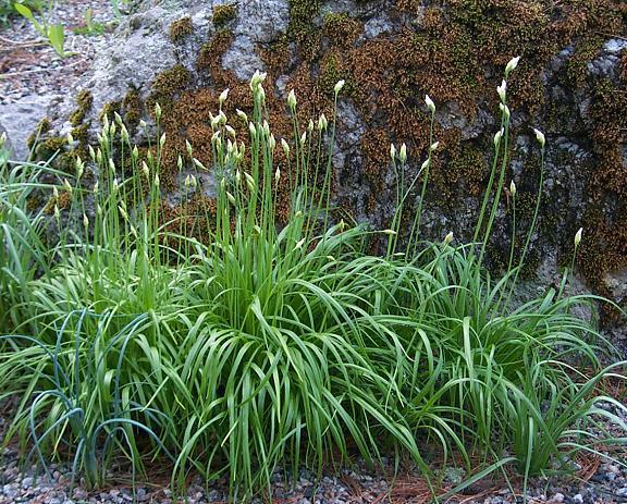 Allium zebdanense