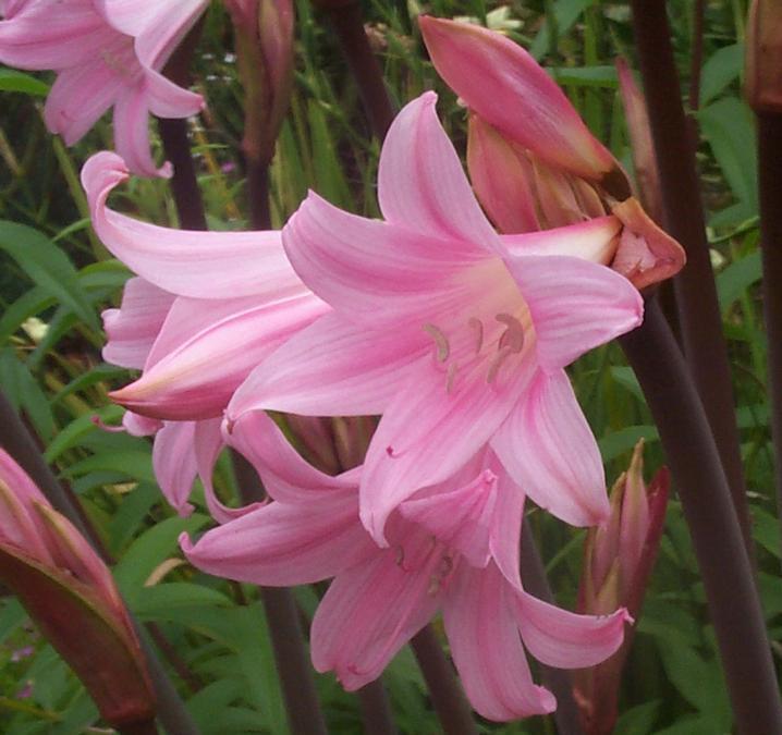 Amaryllis belladonna ‘Pink Flowered’