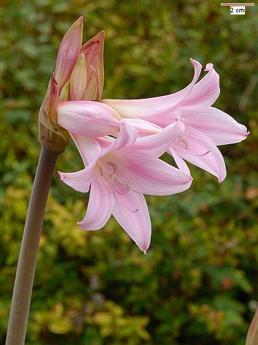 Amaryllis belladonna ‘Pink Flowered’