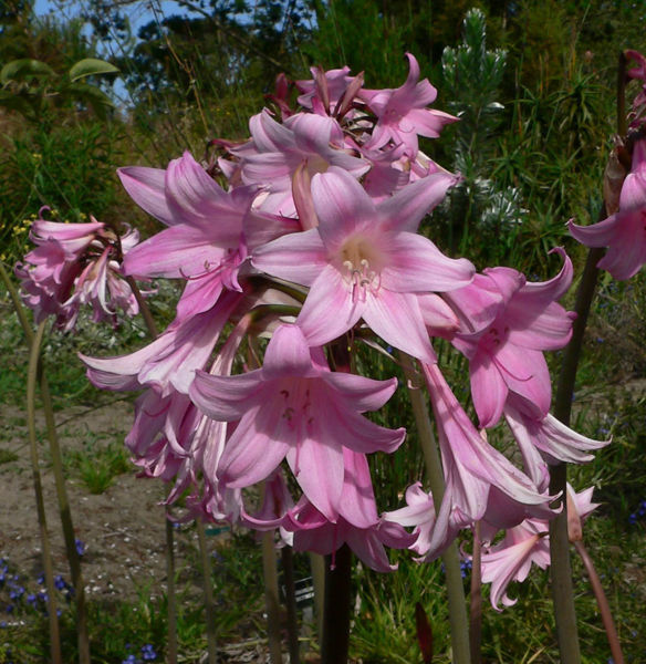 Amaryllis belladonna ‘Pink Flowered’