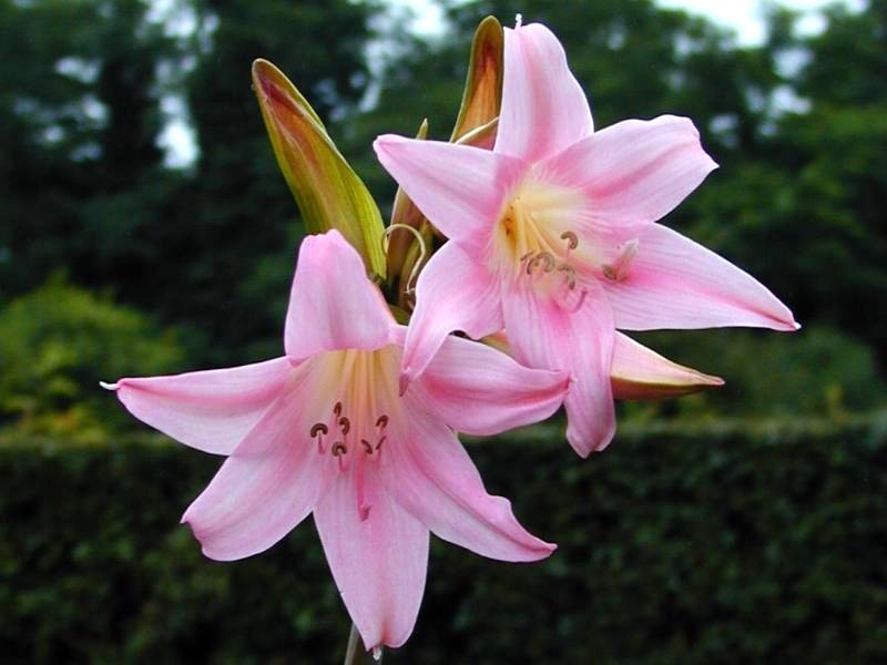 Amaryllis belladonna ‘Pink Flowered’