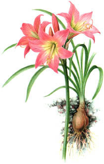 Amaryllis belladonna ‘Pink Flowered’
