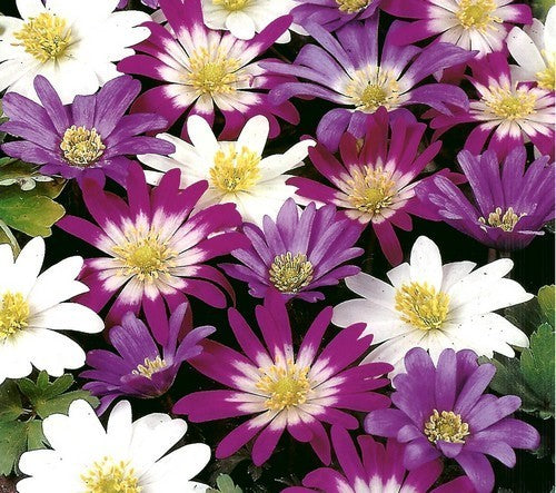 Anemone blanda 'Mixed'