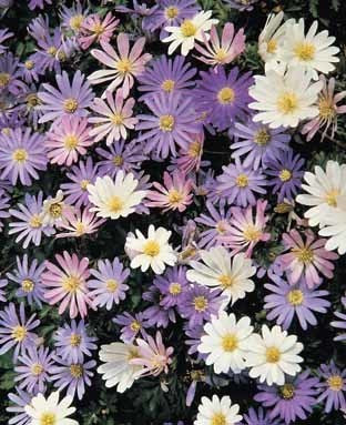Anemone blanda 'Mixed'