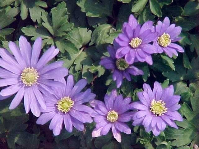 Anemone blanda 'Blue Shades'