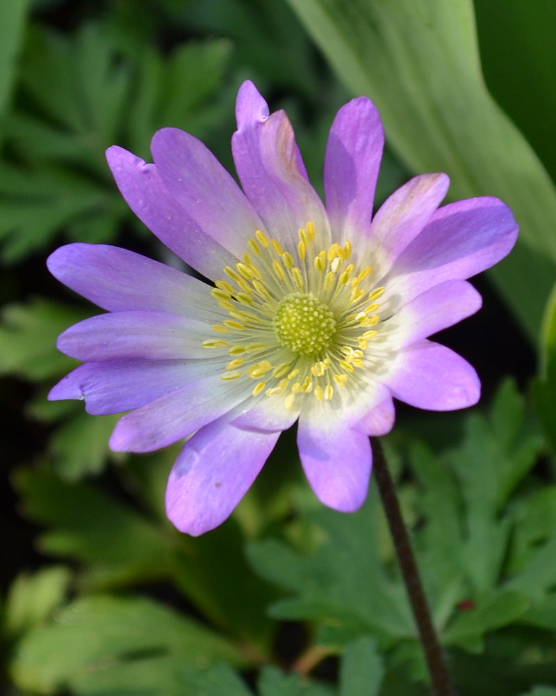 Anemone blanda 'Charmer'