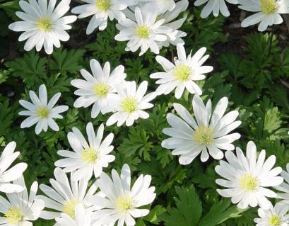 Anemone blanda 'White Splendour'