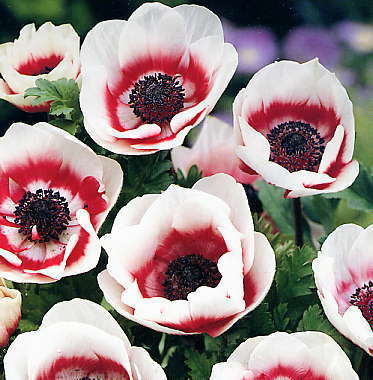 Anemone coronaria ‘Duet’