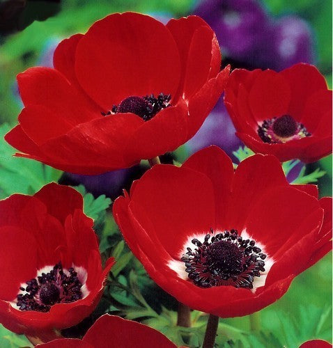 Anemone coronaria 'Hollandia'