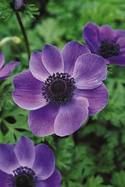 Anemone coronaria 'Mr. Fokker'