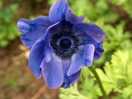 Anemone coronaria 'Mr. Fokker'