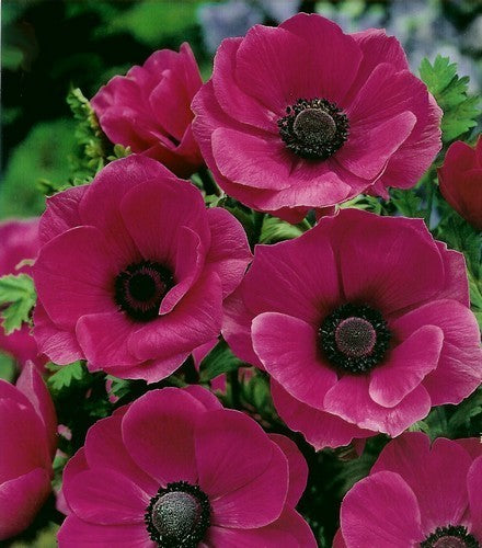 Anemone coronaria 'Sylphide'
