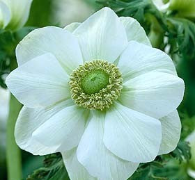 Anemone coronaria 'The Bride'
