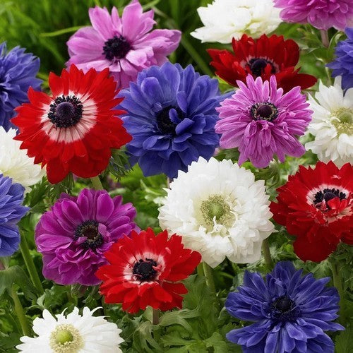 Anemone coronaria 'Mixed' / 'St. Brigid'