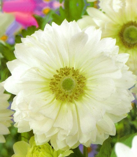 Anemone coronaria 'Mount Everest'