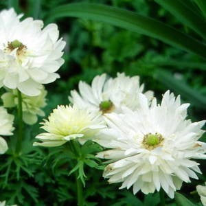 Anemone coronaria 'Mount Everest'