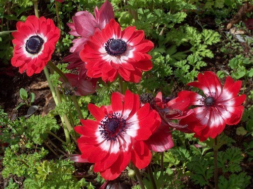 Anemone coronaria 'The Governor'