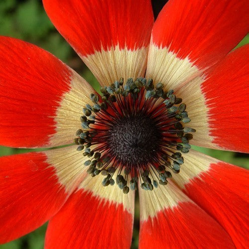 Anemone x fulgens 'Annulata Grandiflora'