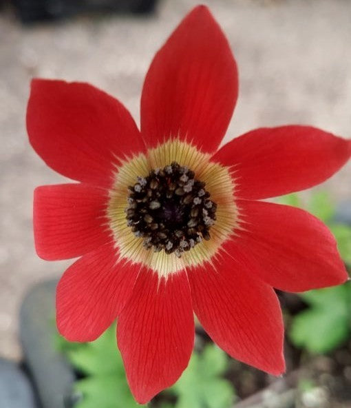 Anemone x fulgens 'Annulata Grandiflora'