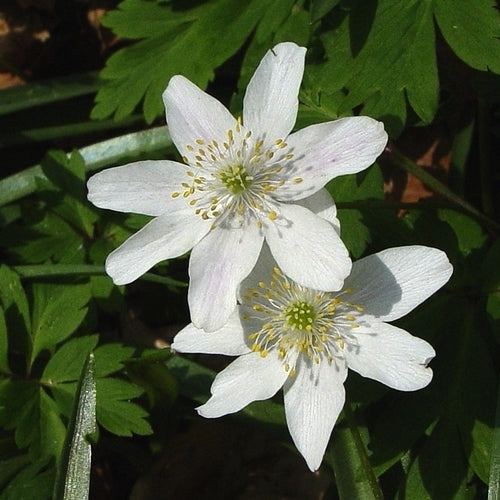 Anemone nemorosa 'Alba'