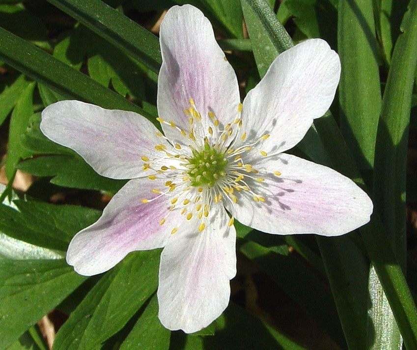 Anemone nemorosa 'Alba'