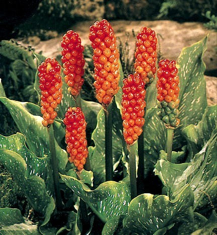 Arum italicum