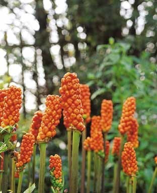 Arum italicum