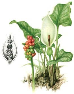 Arum italicum
