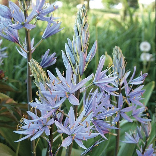 Camassia cusickii