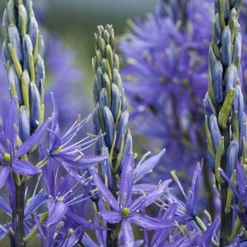 Camassia leichtlinii