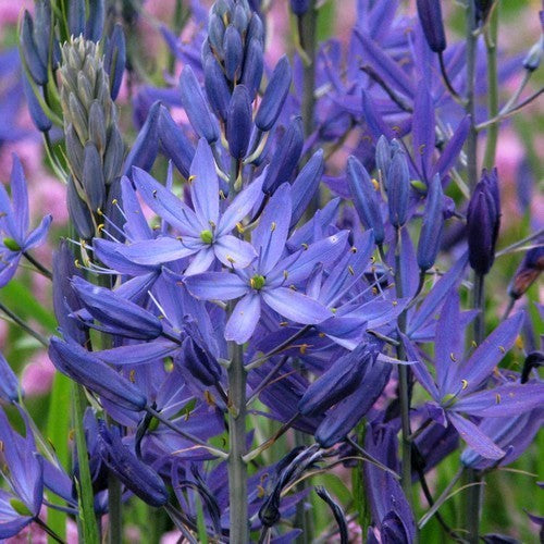 Camassia leichtlinii