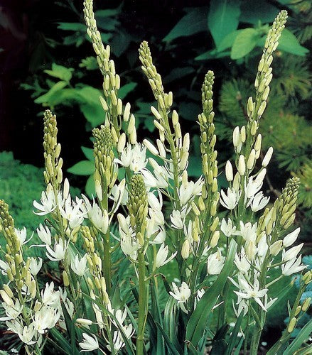 Camassia leichtlinii 'Alba'