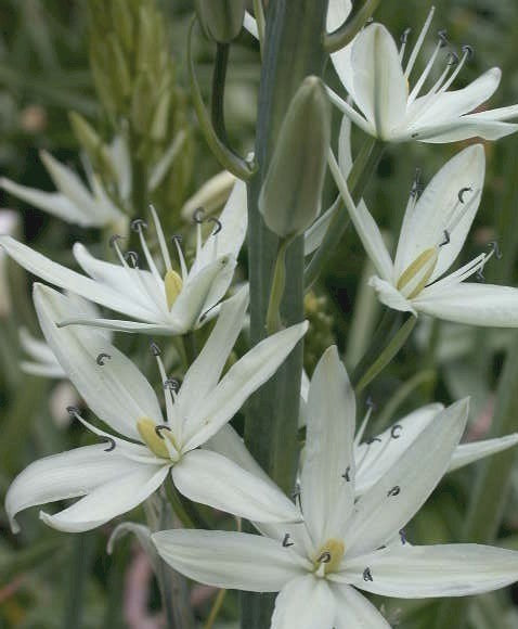 Camassia leichtlinii 'Alba'
