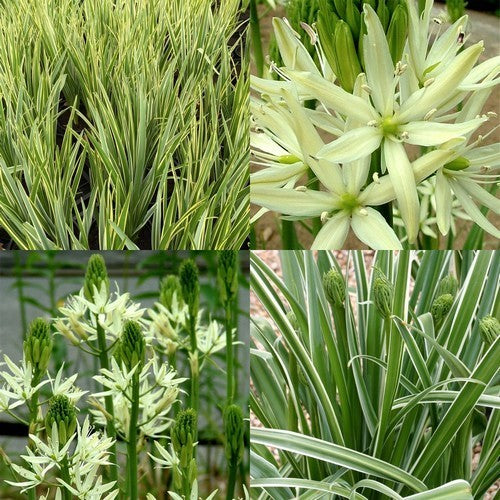 Camassia leichtlinii 'Sacajawea'