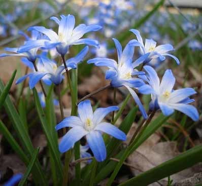 Chionodoxa luciliae 'Blue'