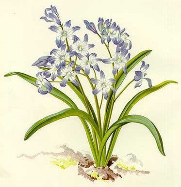 Chionodoxa luciliae 'Blue'