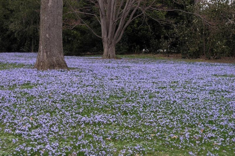 Chionodoxa luciliae 'Blue'