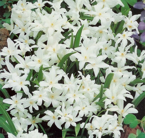 Chionodoxa luciliae 'Alba'