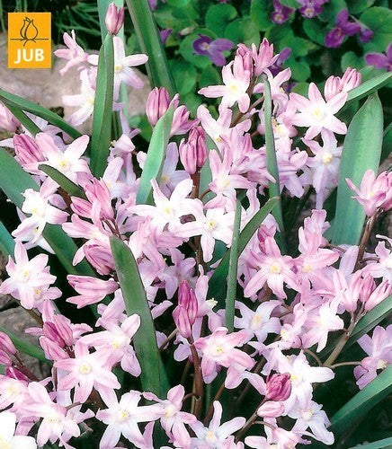 Chionodoxa luciliae 'Pink Giant'