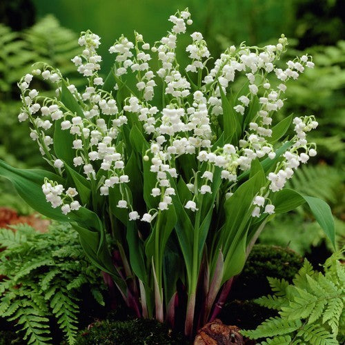 Convallaria majalis 'Alba'