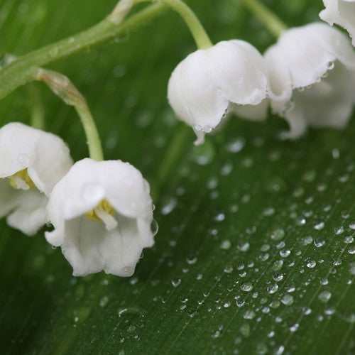 Convallaria majalis 'Alba'