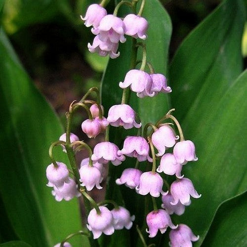 Convallaria majalis 'Rosea'